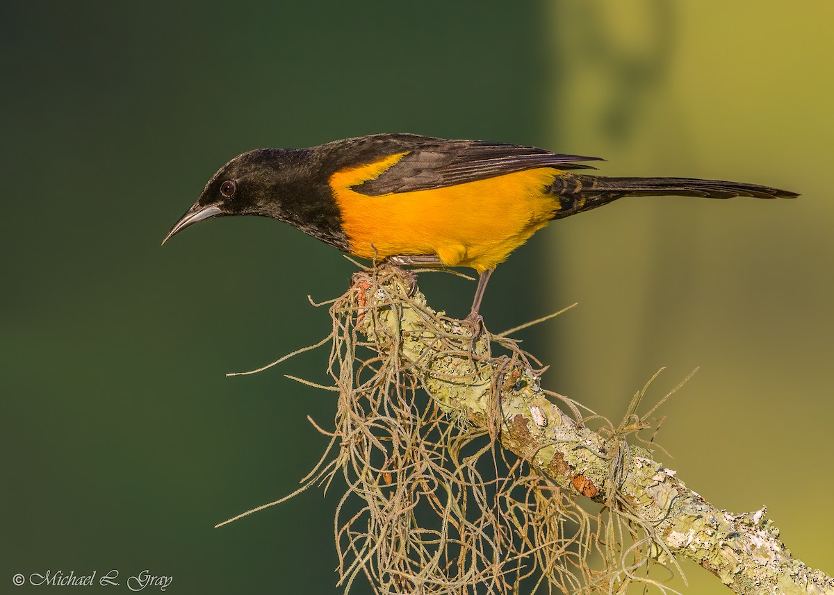 Black-vented Oriole - ML410981571