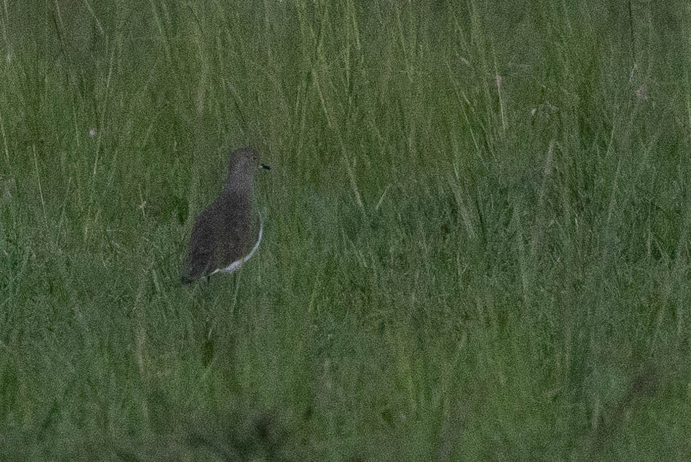 Senegal Lapwing - ML410982141