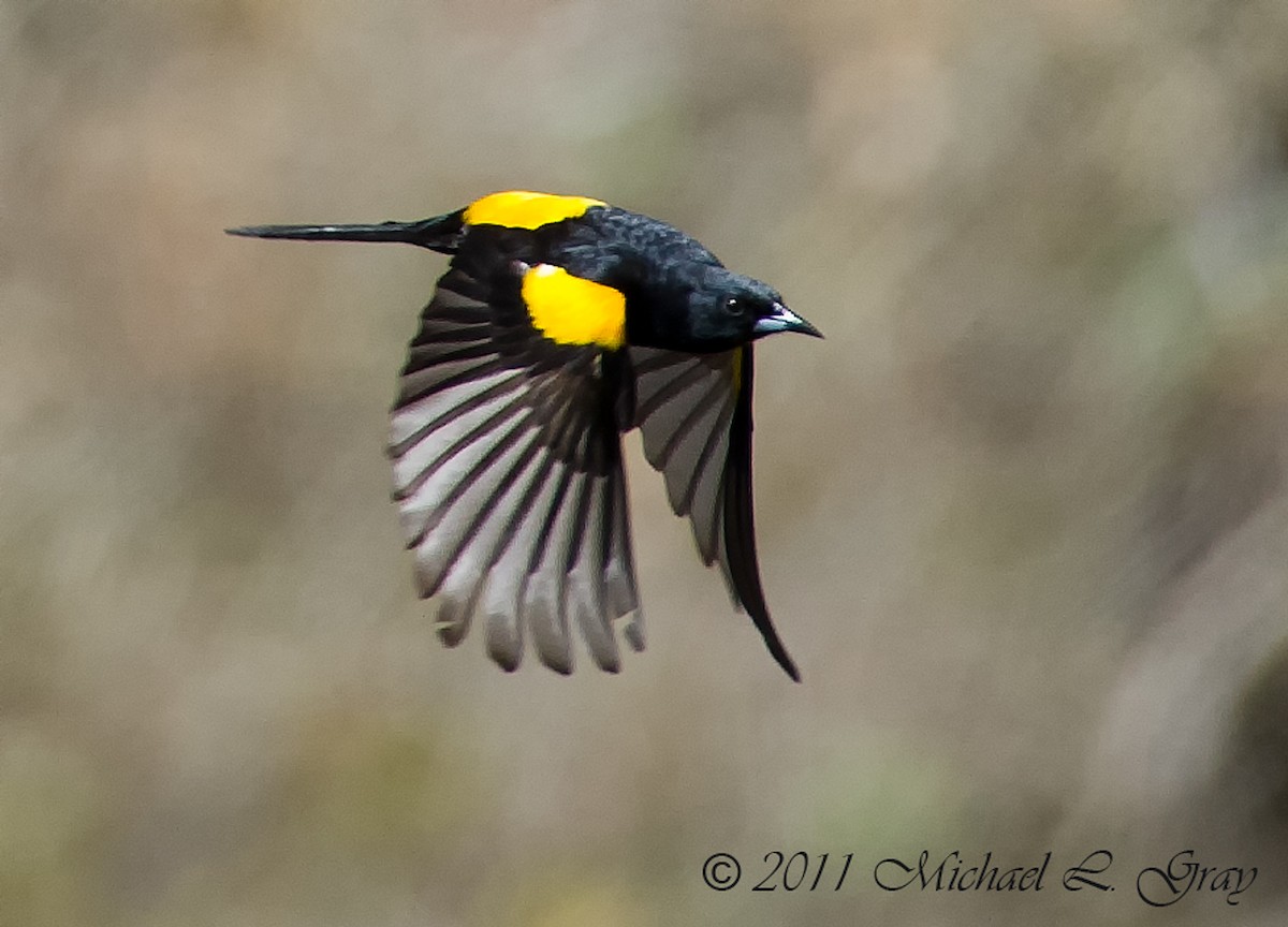 Black-vented Oriole - ML410982471