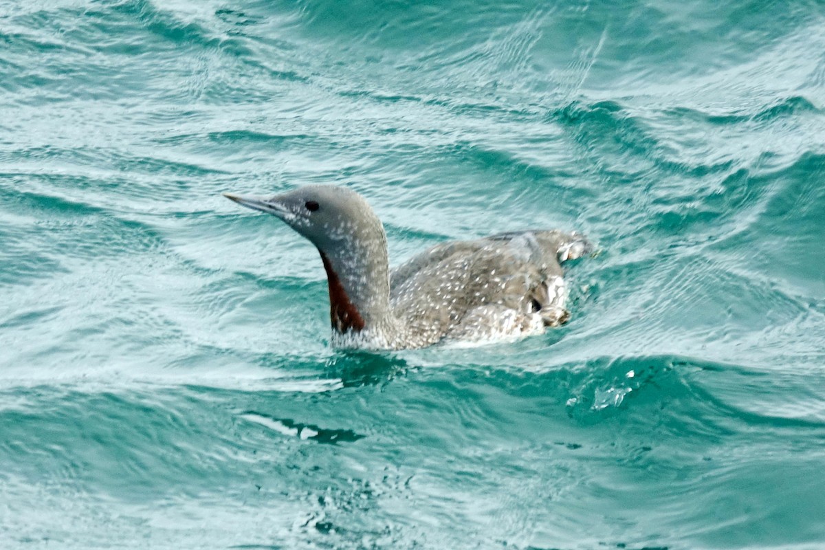 Red-throated Loon - ML410982551