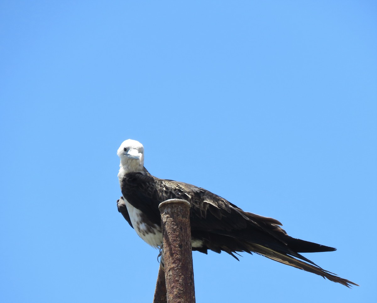 Magnificent Frigatebird - ML410983911