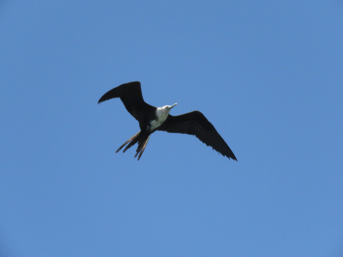 Magnificent Frigatebird - ML410983921