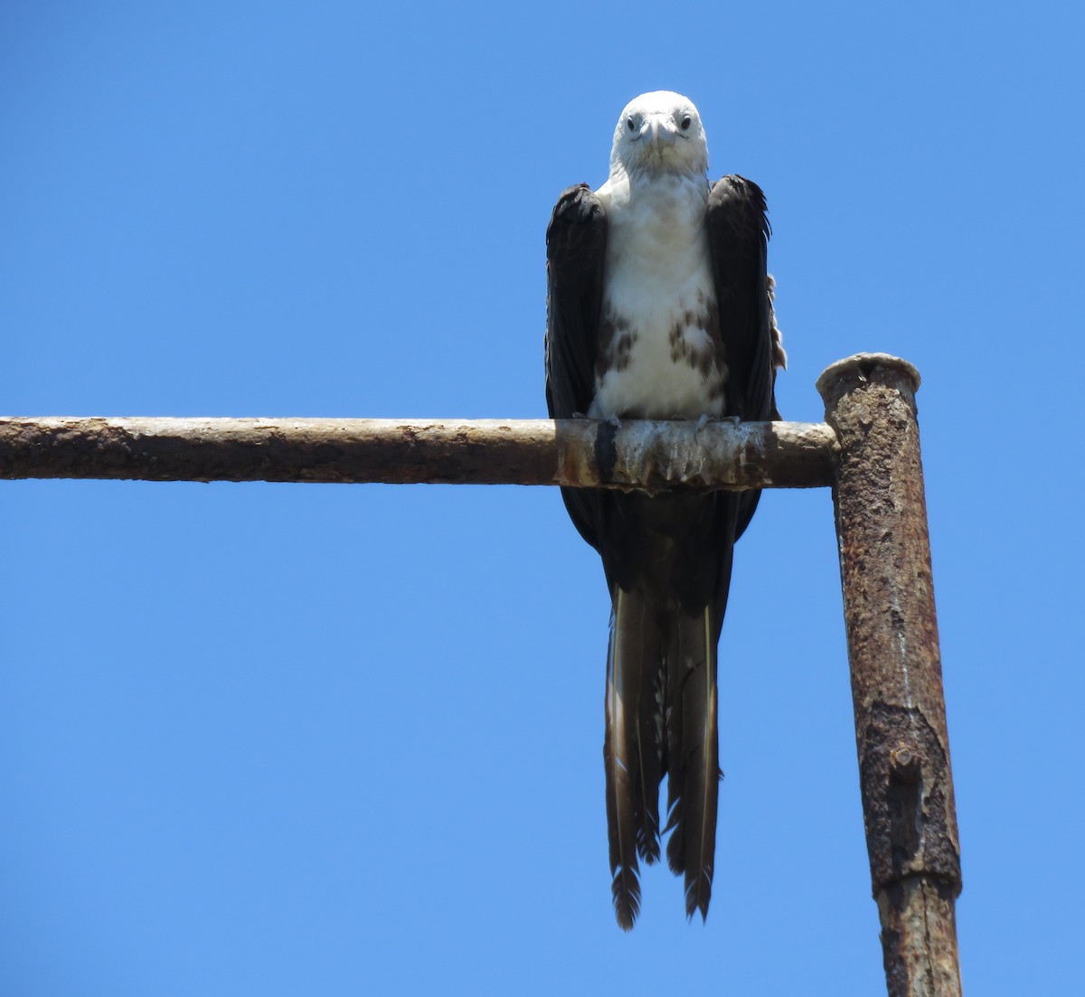 Magnificent Frigatebird - ML410983941