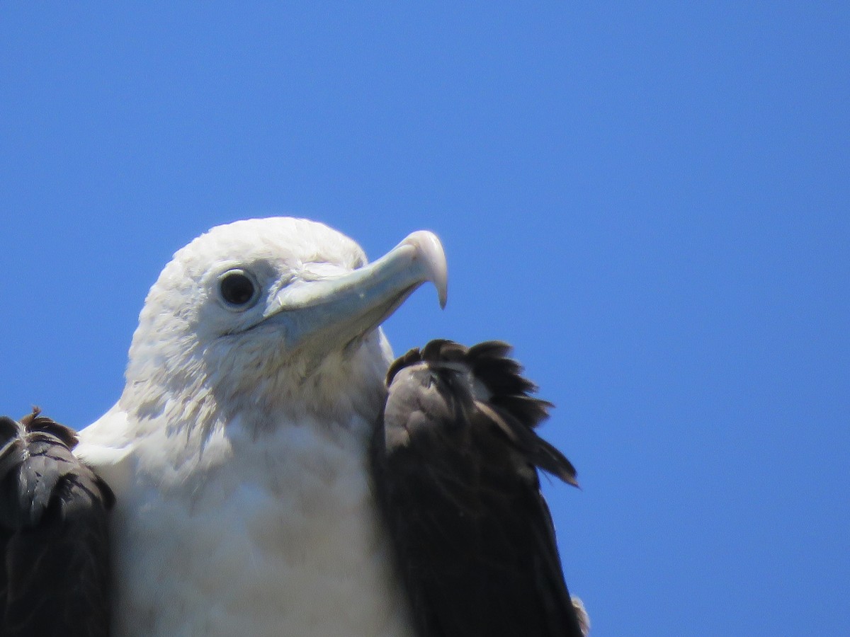 Magnificent Frigatebird - ML410983951