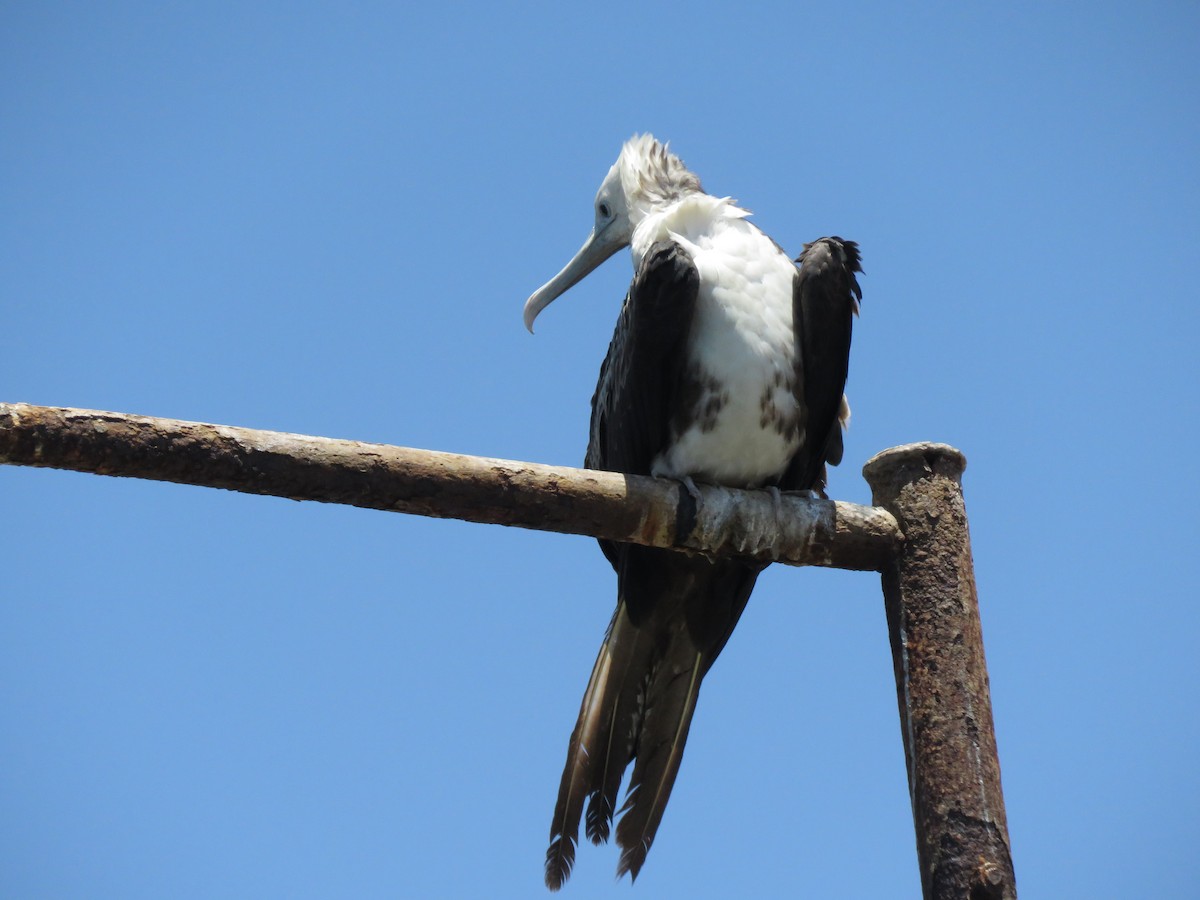 Magnificent Frigatebird - ML410983971