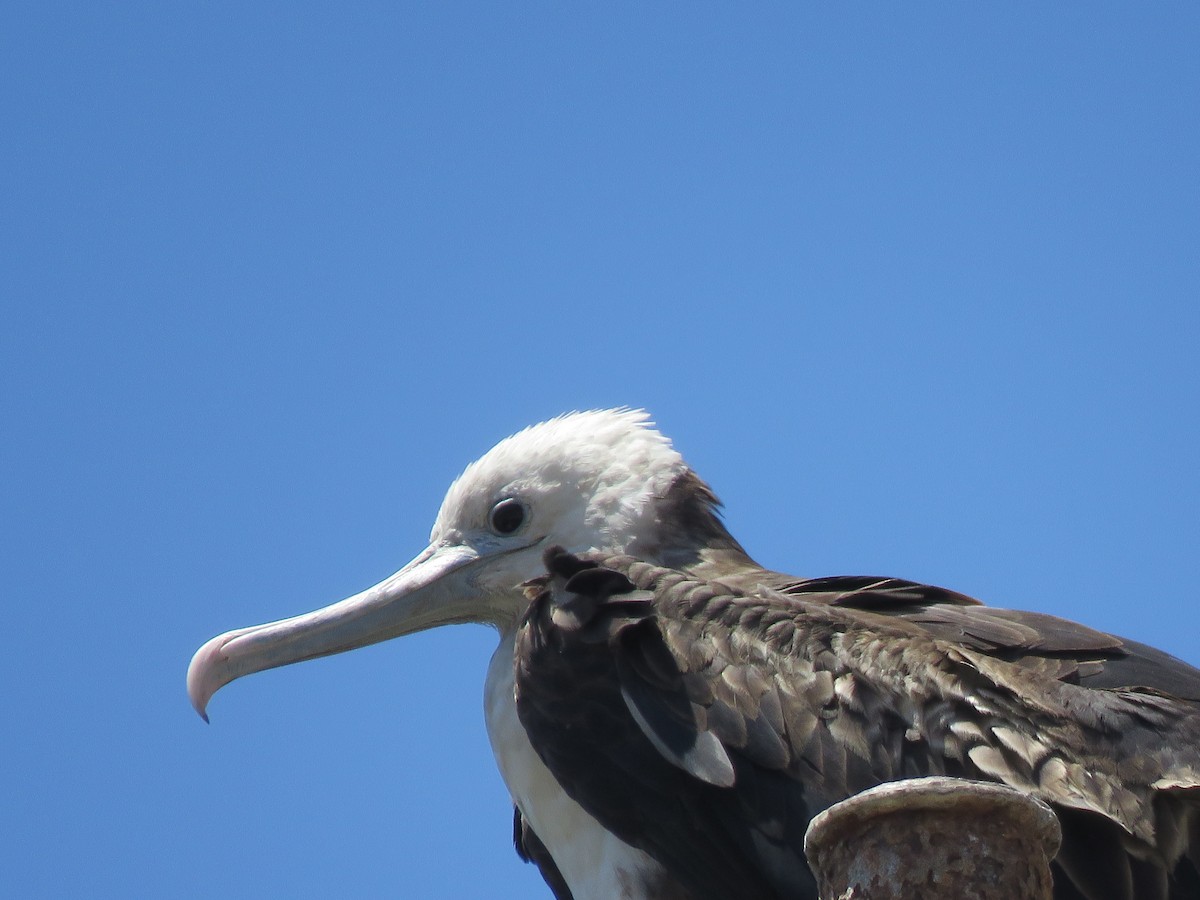 Magnificent Frigatebird - ML410983991