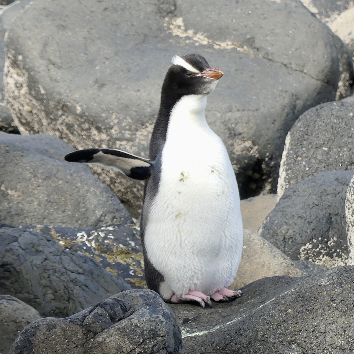Erect-crested Penguin - ML410984231