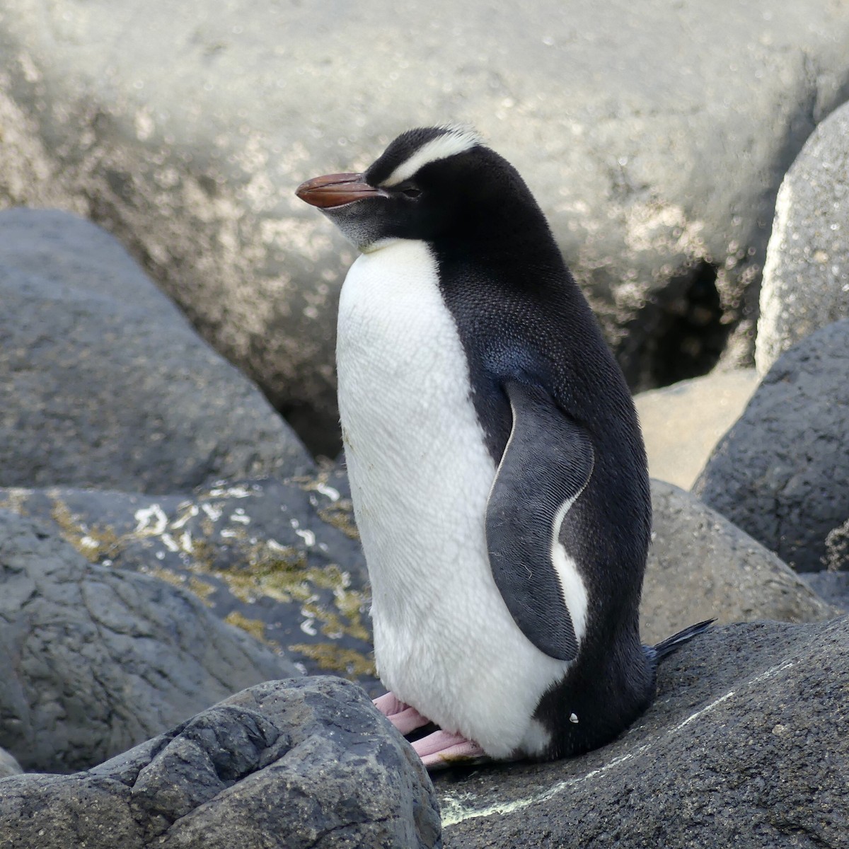 Erect-crested Penguin - ML410984291