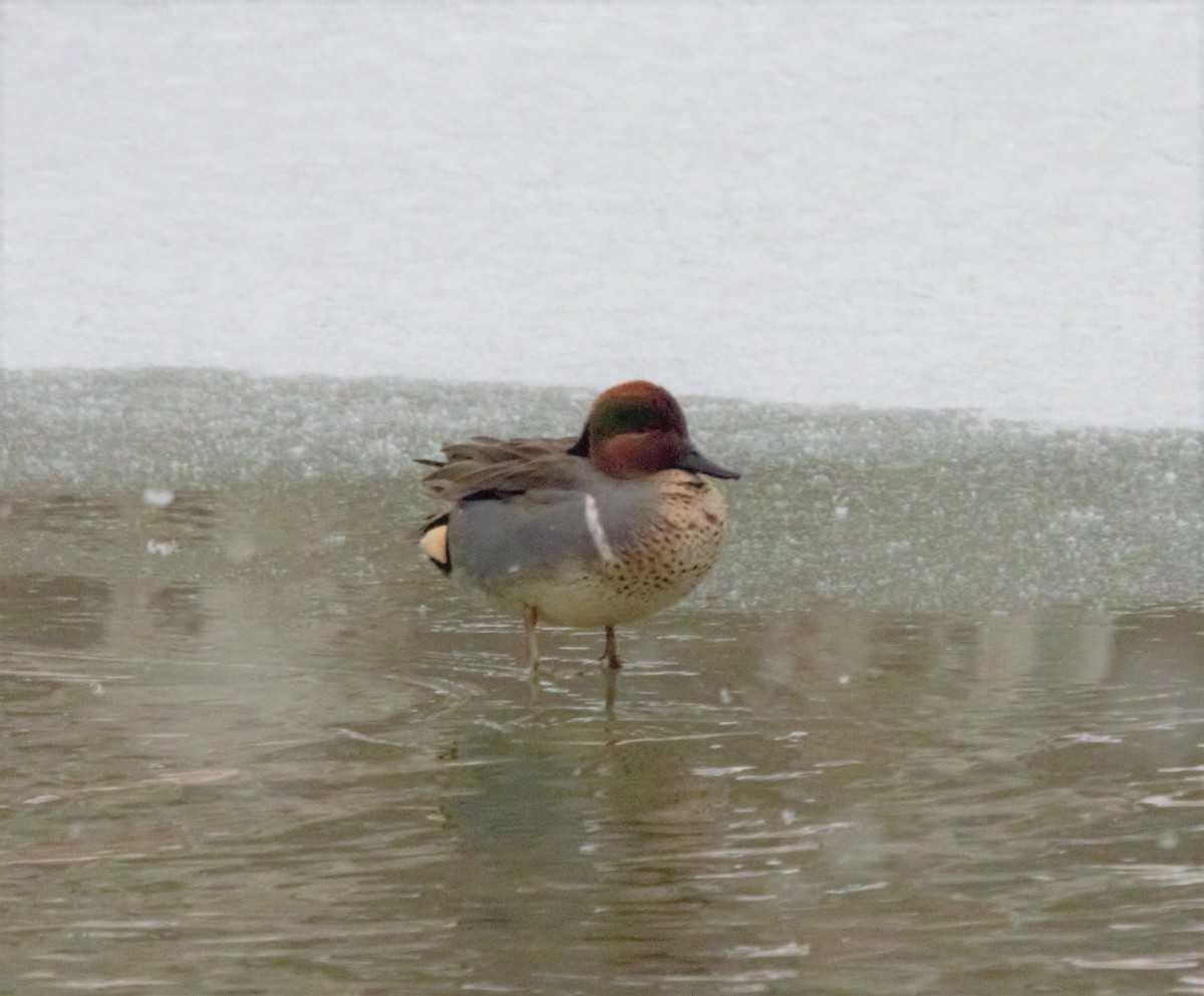 Green-winged Teal - ML410984831