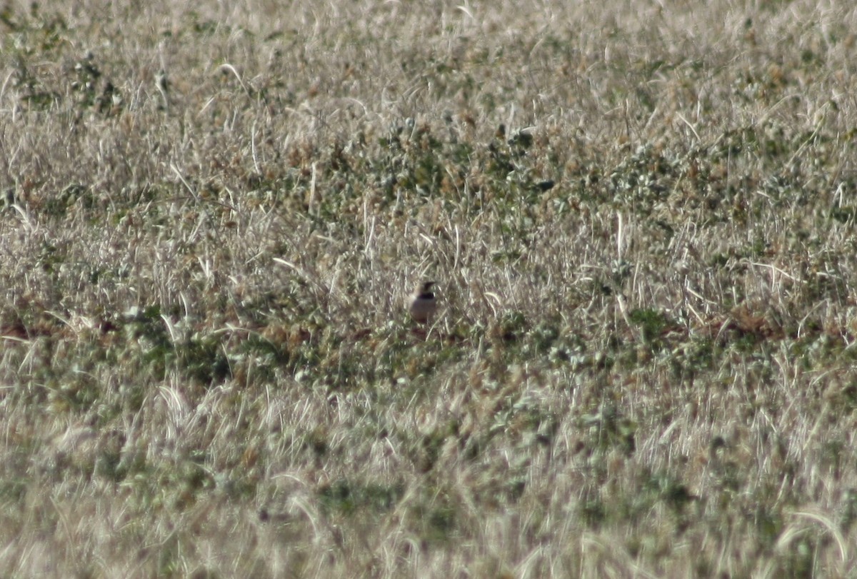 Horned Lark - ML410985251