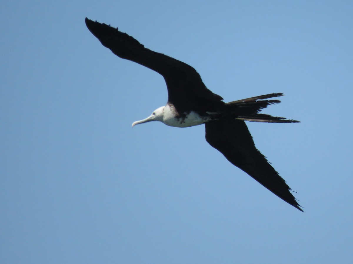 Magnificent Frigatebird - ML410985311