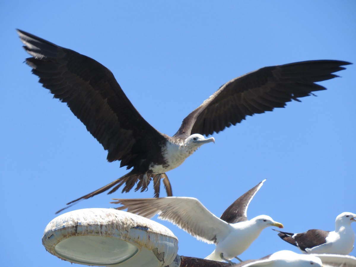 Magnificent Frigatebird - ML410985451