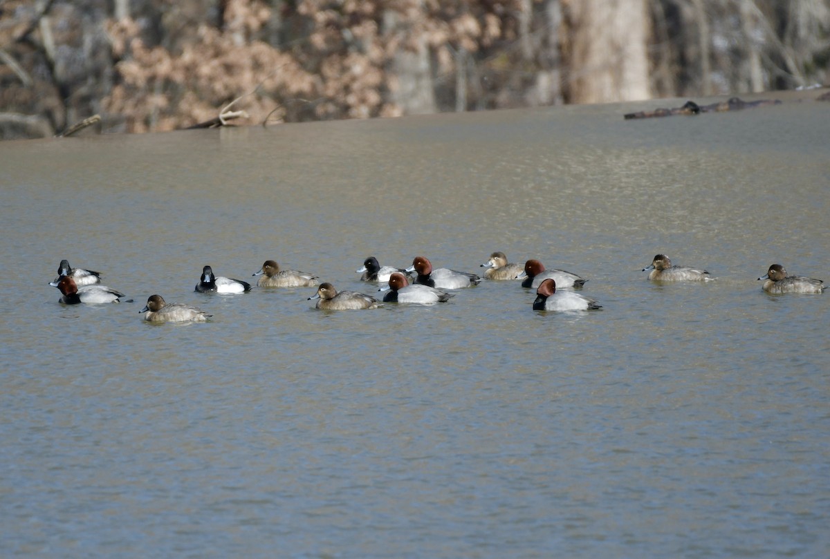 Lesser Scaup - ML410985521