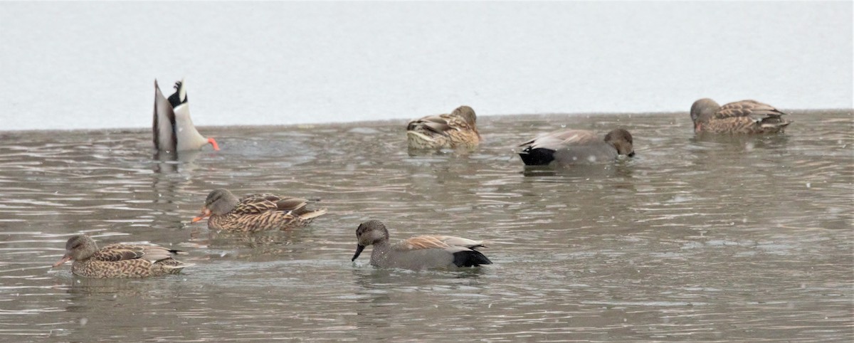 Gadwall - ML410986771