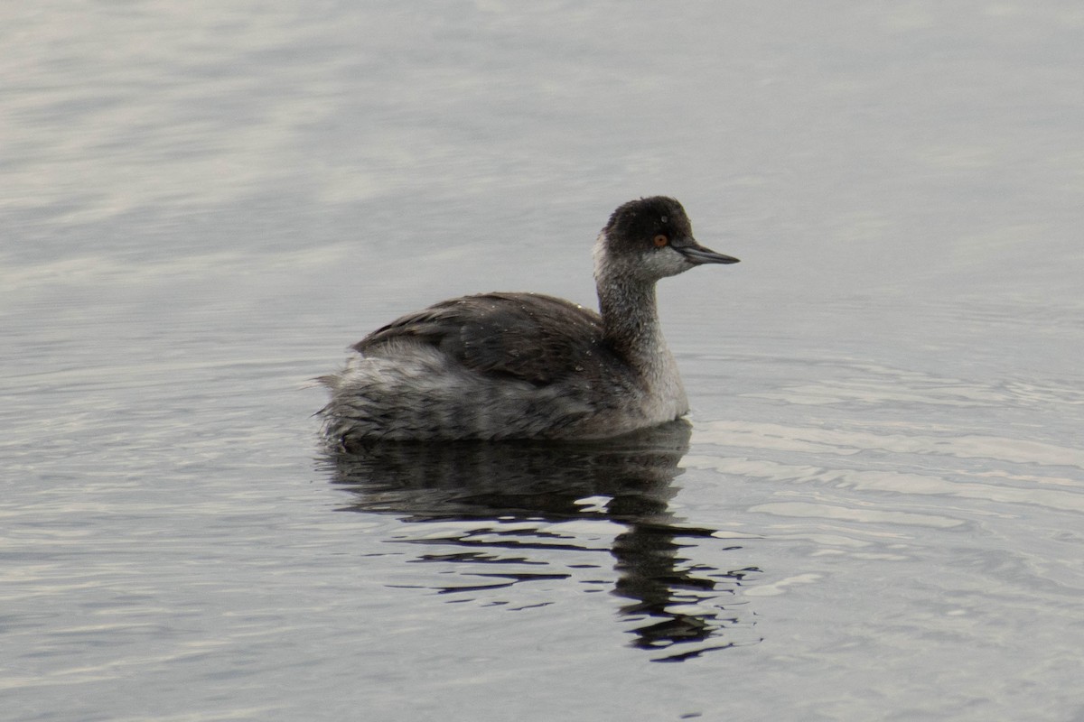 Eared Grebe - ML410986811