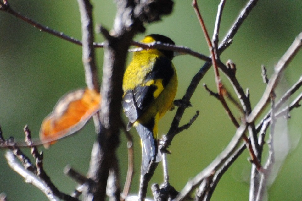 Black-headed Siskin - Bryan Sharp