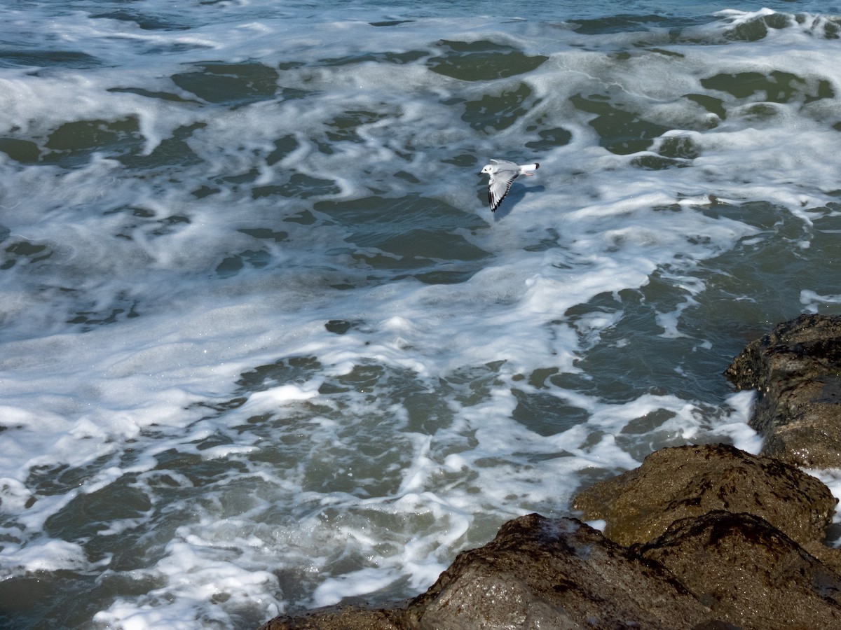 Bonaparte's Gull - Evan Mann