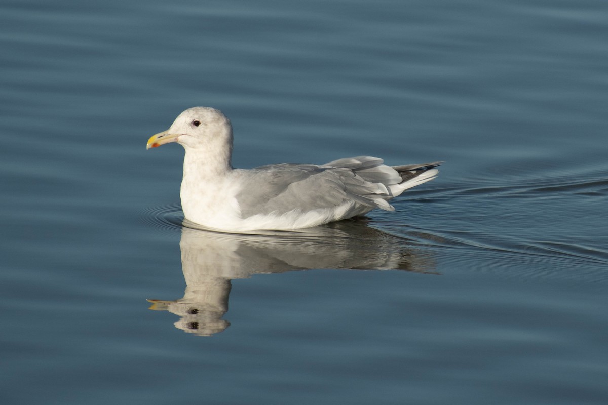 Glaucous-winged Gull - ML410990301