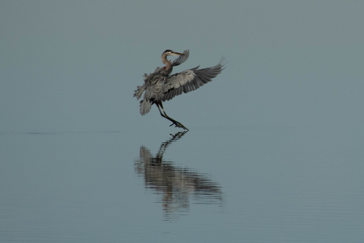 Garza Azulada - ML410990621