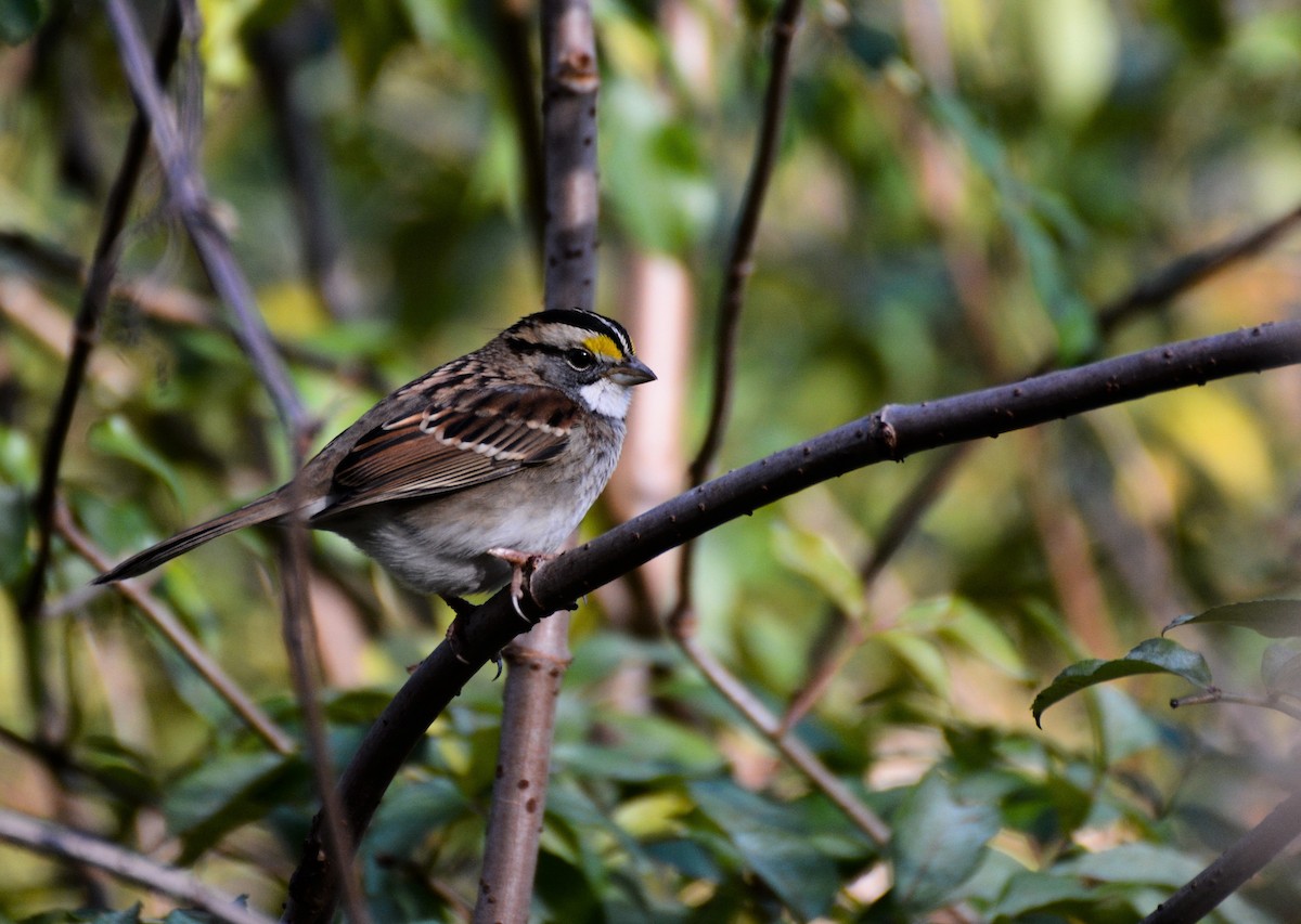 White-throated Sparrow - ML41099121