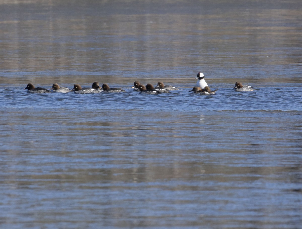 Bufflehead - ML410991611