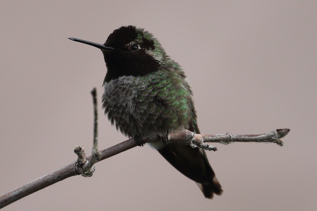 Anna's Hummingbird - Jeffrey Fenwick