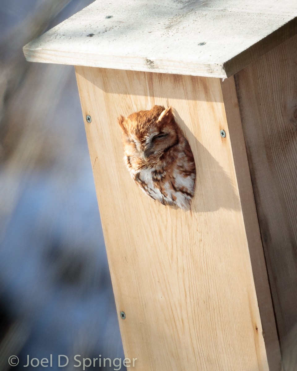 Eastern Screech-Owl - ML410992971