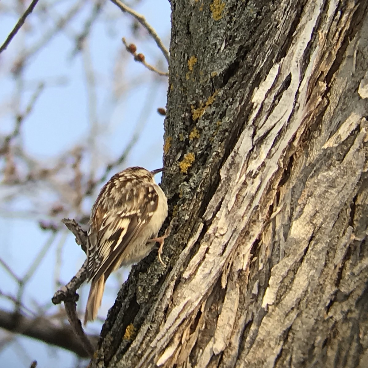 Brown Creeper - ML410993591