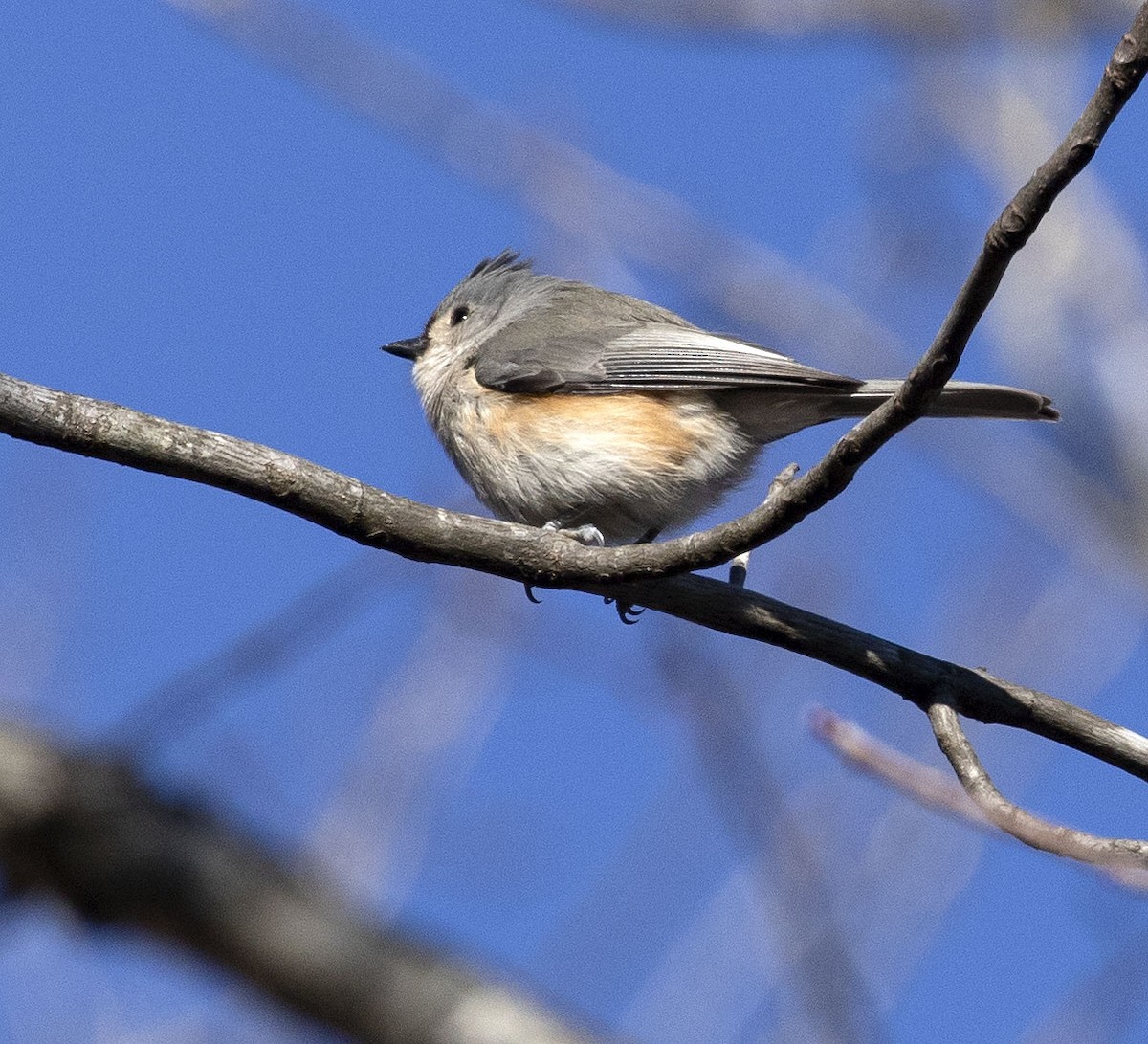 Mésange bicolore - ML410994031