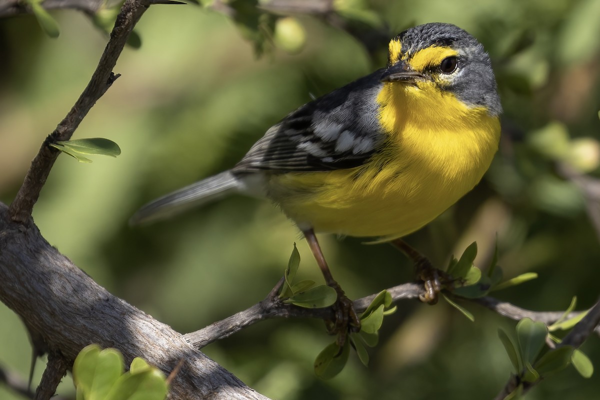 Adelaide's Warbler - Matt Felperin