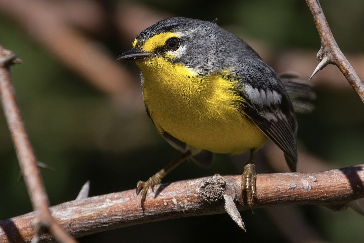 Adelaide's Warbler - Matt Felperin