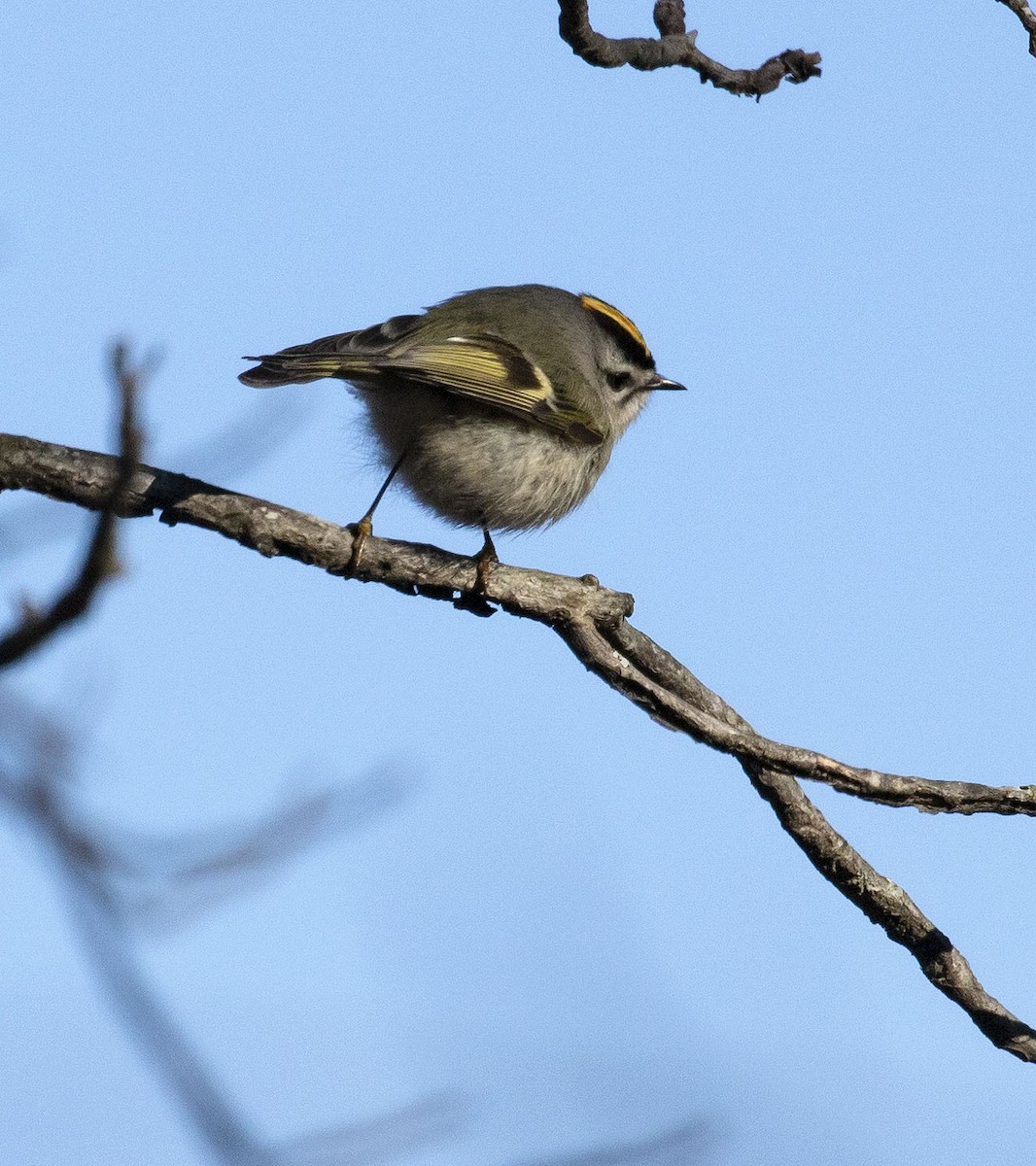 Roitelet à couronne dorée - ML410995801