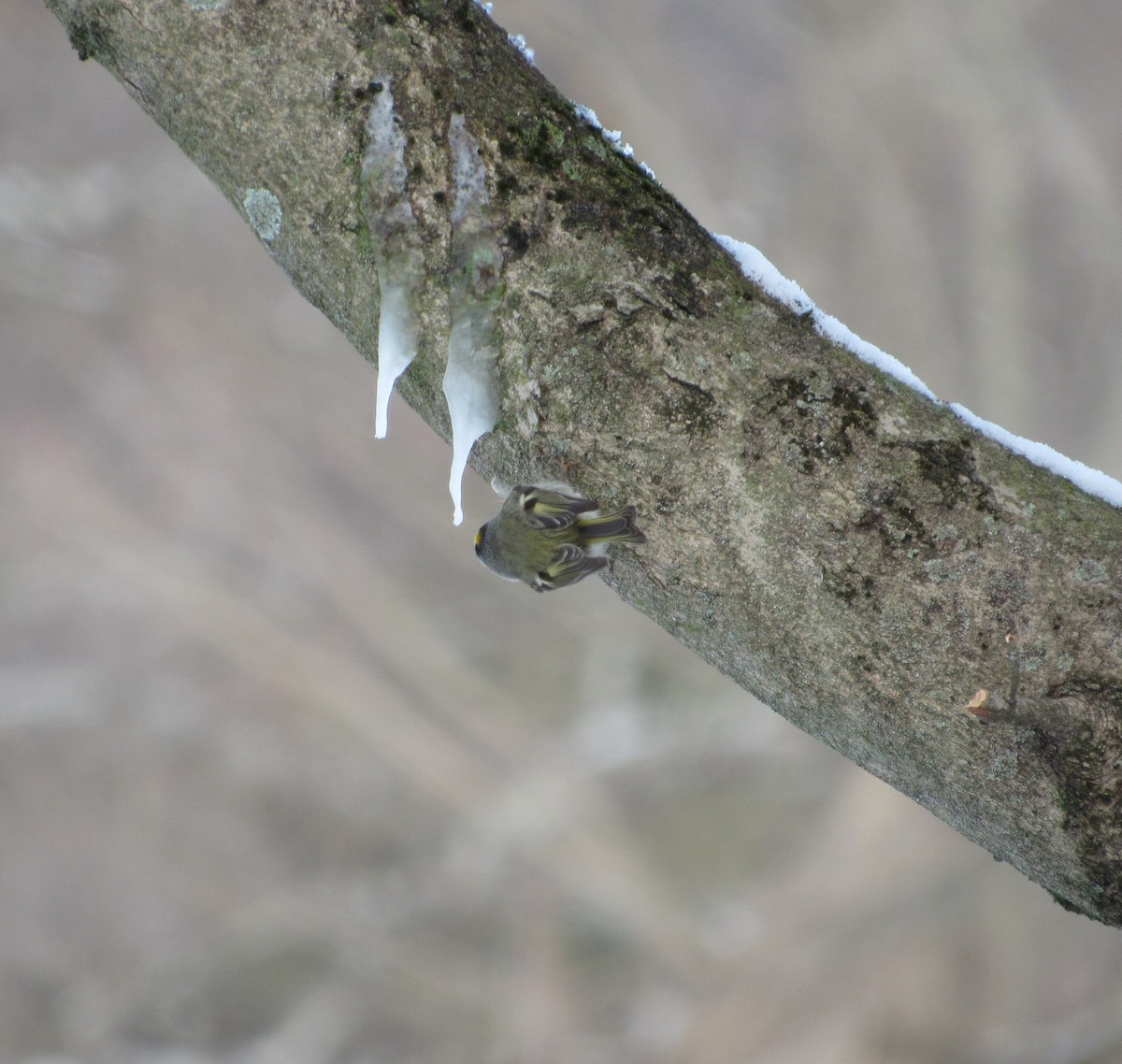 Roitelet à couronne dorée - ML410996351