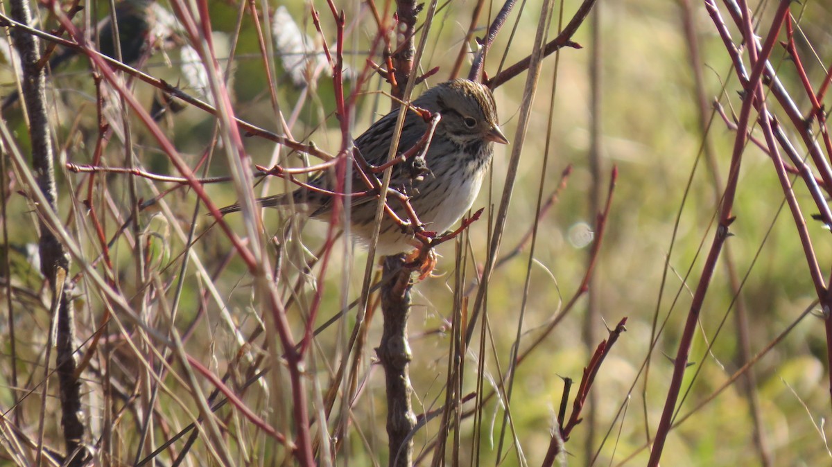 Lincoln's Sparrow - Van McClelland