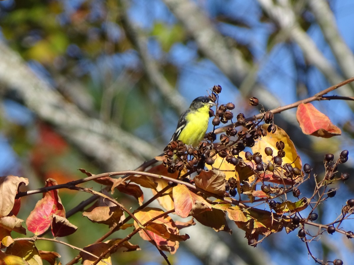 Lesser Goldfinch - Karen & Tom Beatty