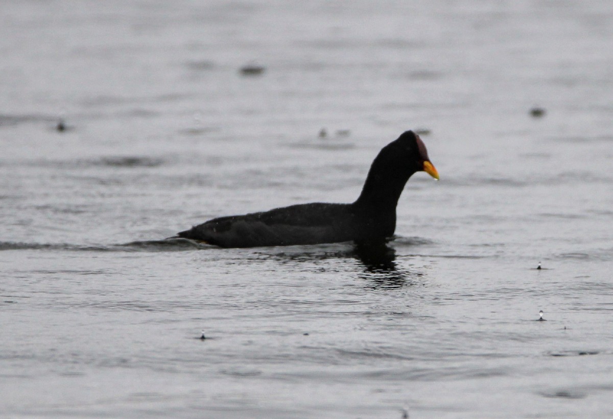 Red-fronted Coot - ML410997911