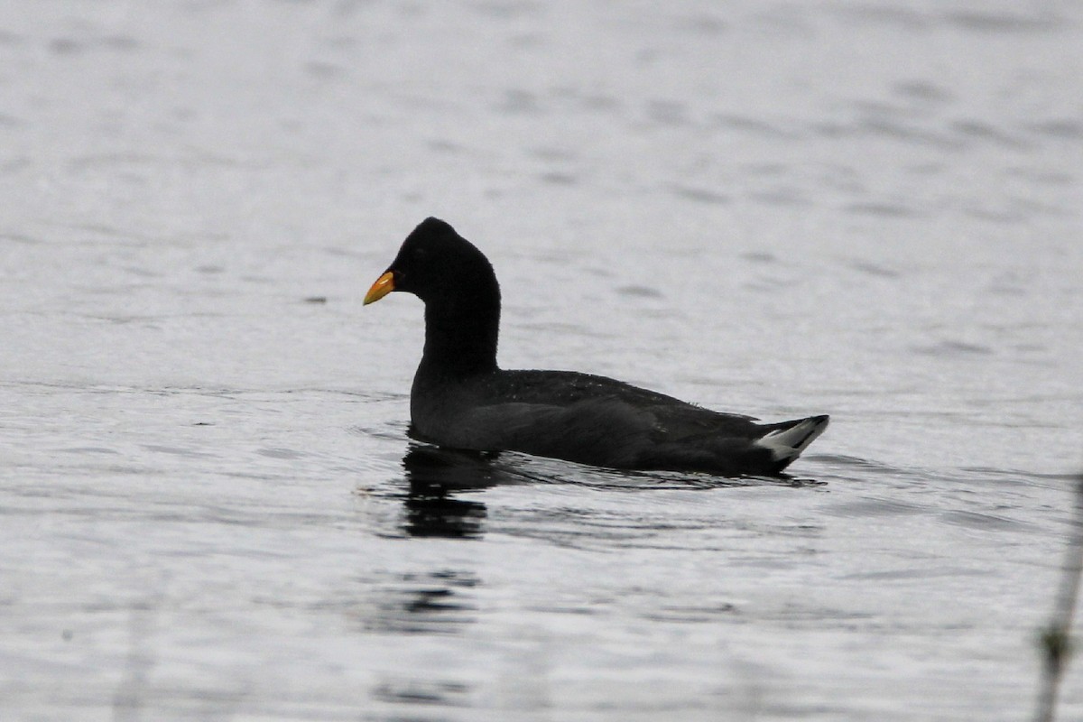 Red-fronted Coot - ML410997921