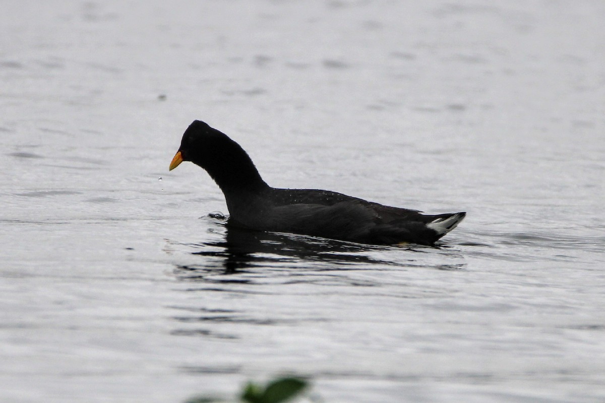 Red-fronted Coot - ML410997931