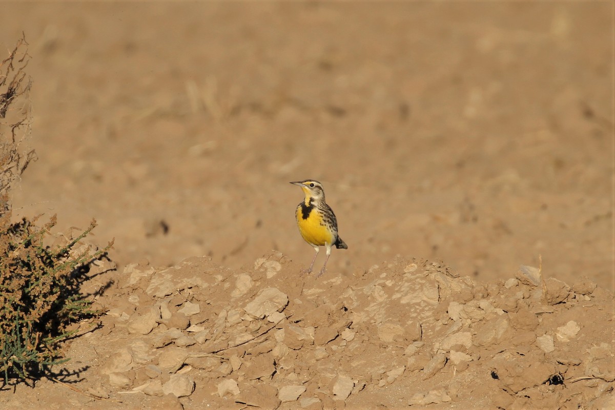 Western Meadowlark - ML410998901