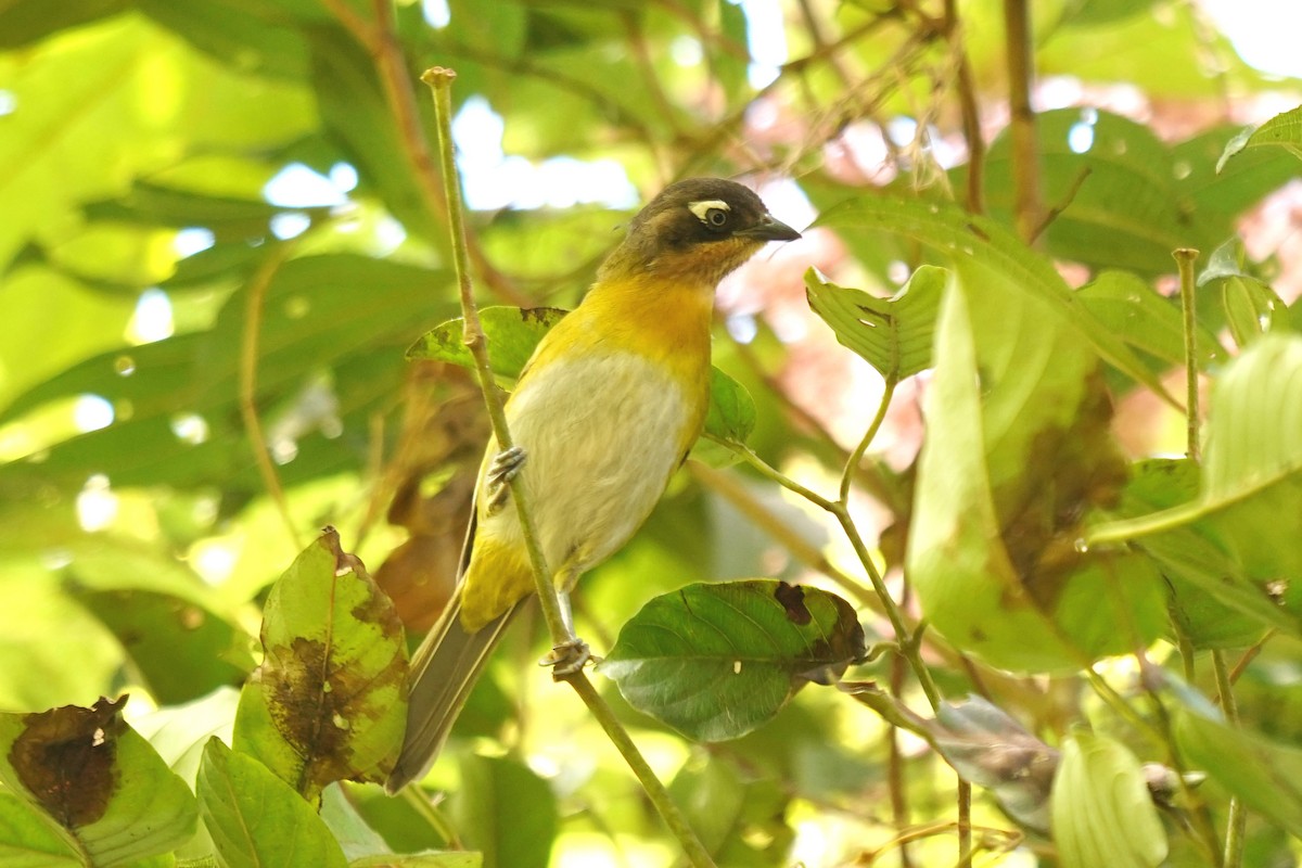 Common Chlorospingus (Venezuela) - ML411002031