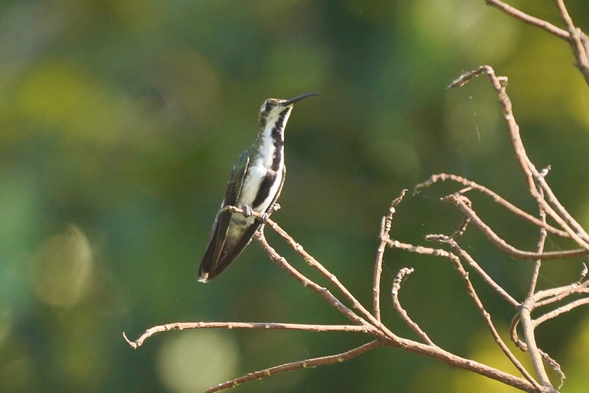 kolibřík tropický - ML411004761