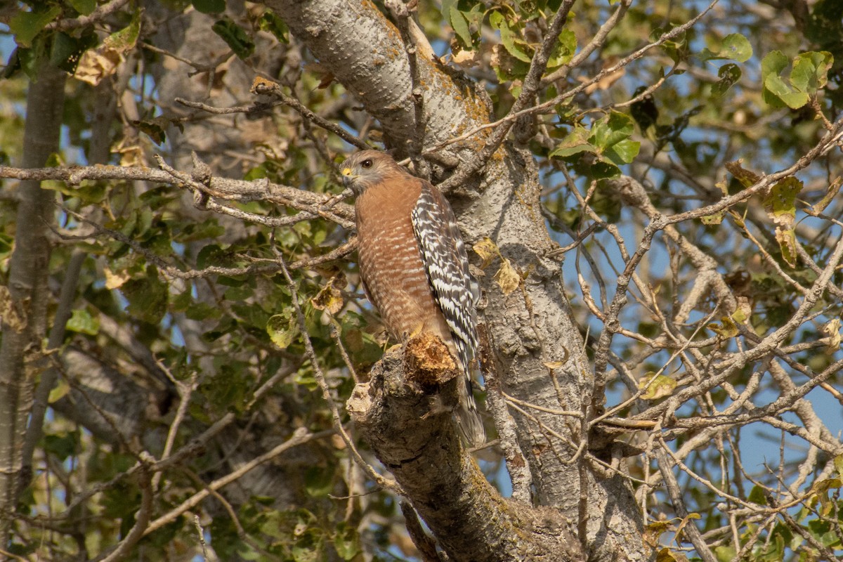 Red-shouldered Hawk - ML411005641