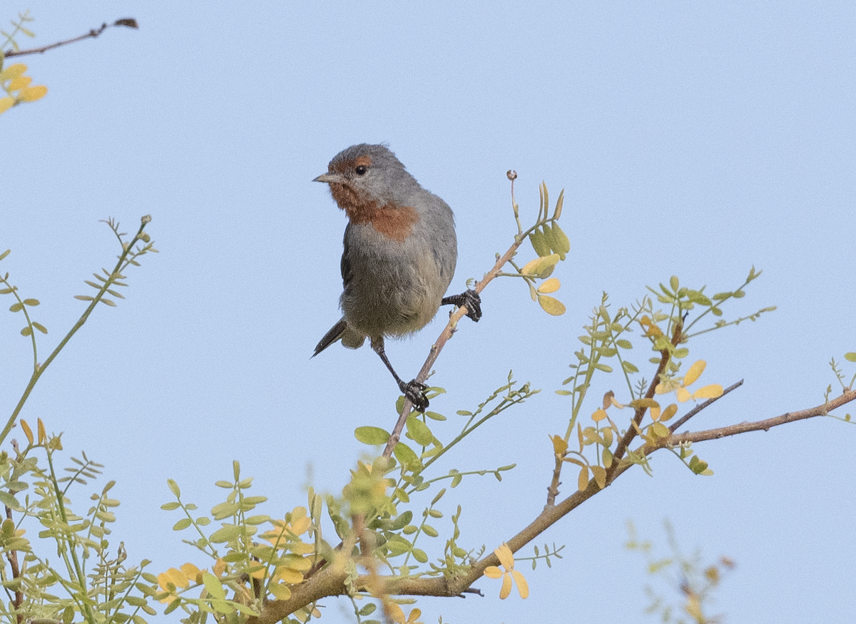 Tamarugo Conebill - VERONICA ARAYA GARCIA