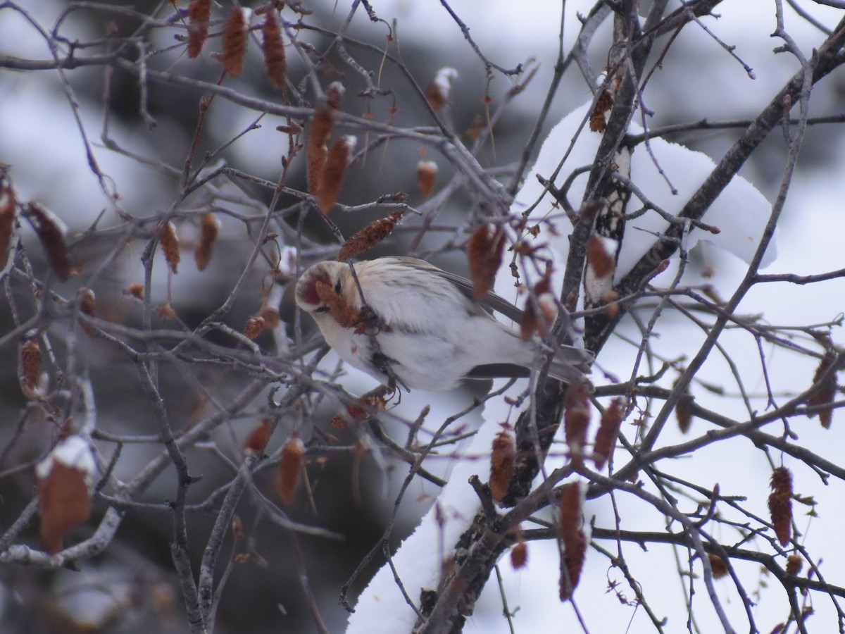 Hoary Redpoll - Alysha Riquier