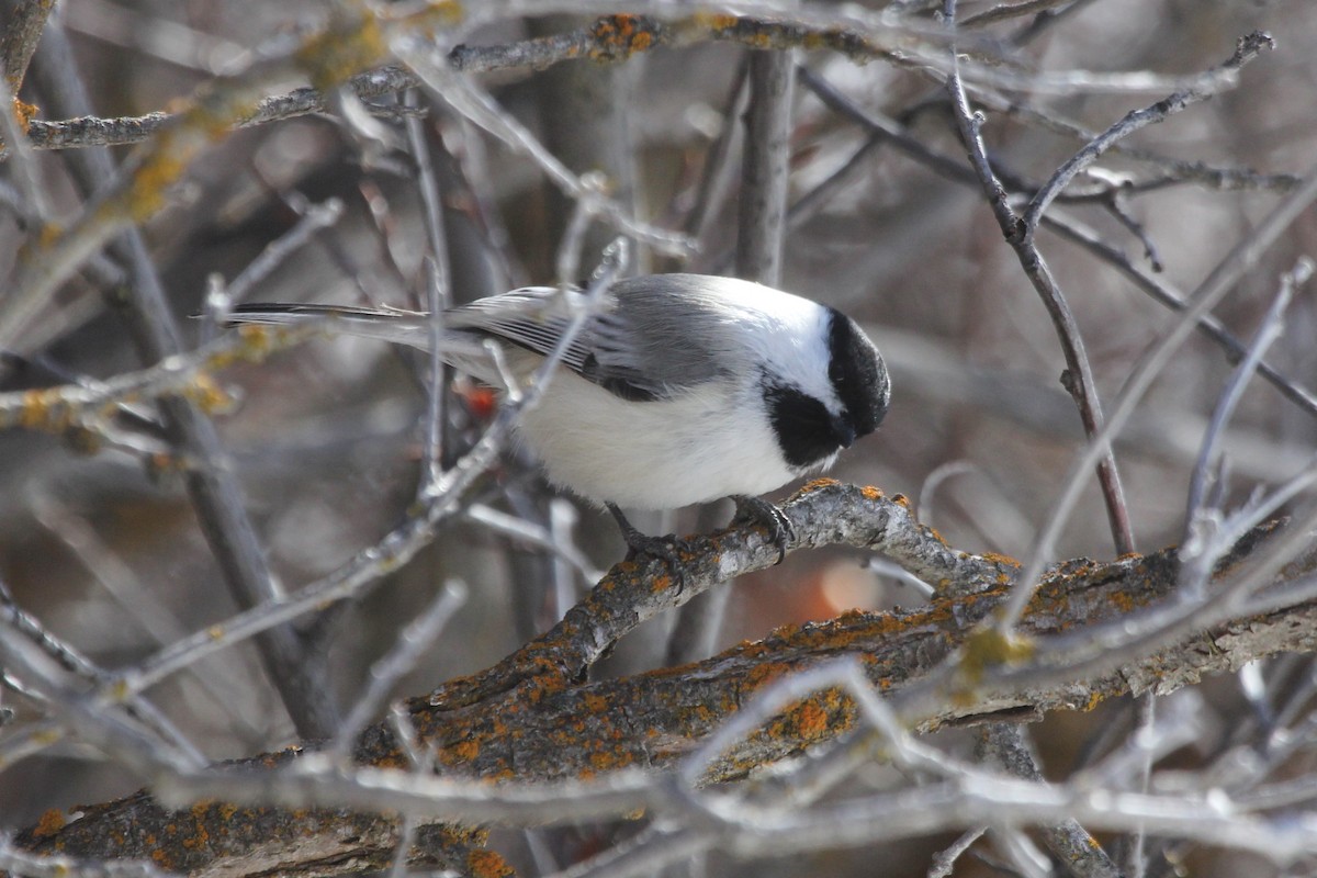 chickadee sp. - Kenny Frisch