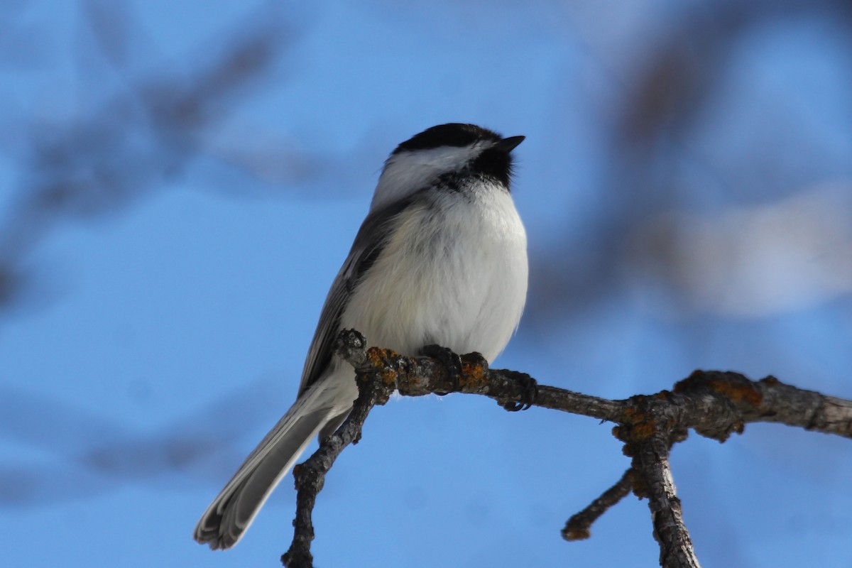 chickadee sp. - Kenny Frisch