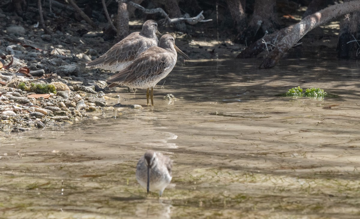 短嘴半蹼鷸 - ML411011301