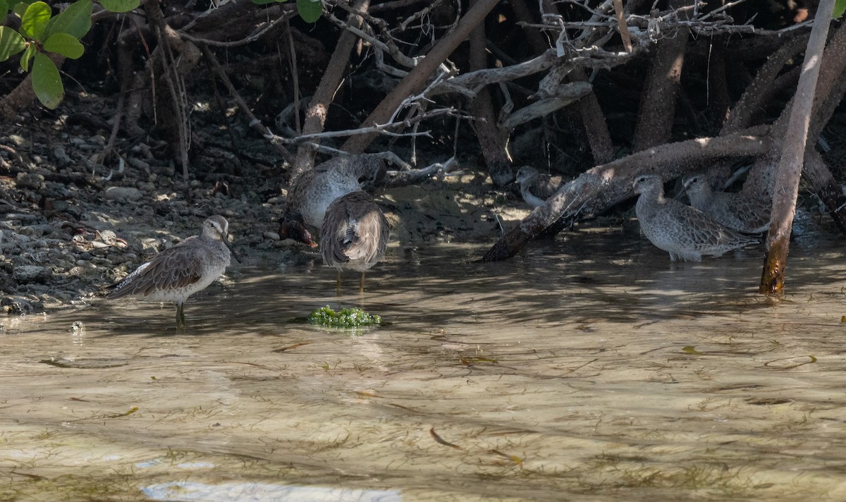 短嘴半蹼鷸 - ML411011371