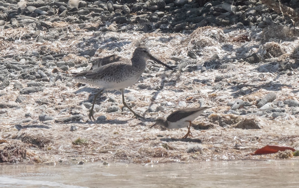 短嘴半蹼鷸 - ML411011411