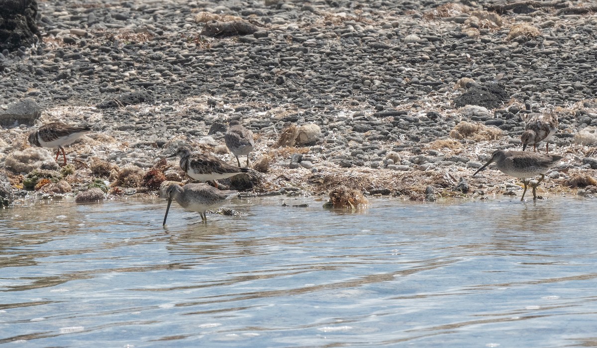 短嘴半蹼鷸 - ML411011421